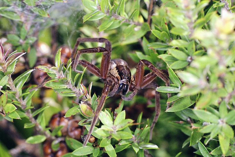 Dolomedes_minor_F2331_Z_81_Cape Reinga_Nieuw-Zeeland.jpg